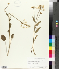 Cardamine bulbosa image