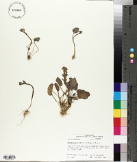 Cardamine bulbosa image