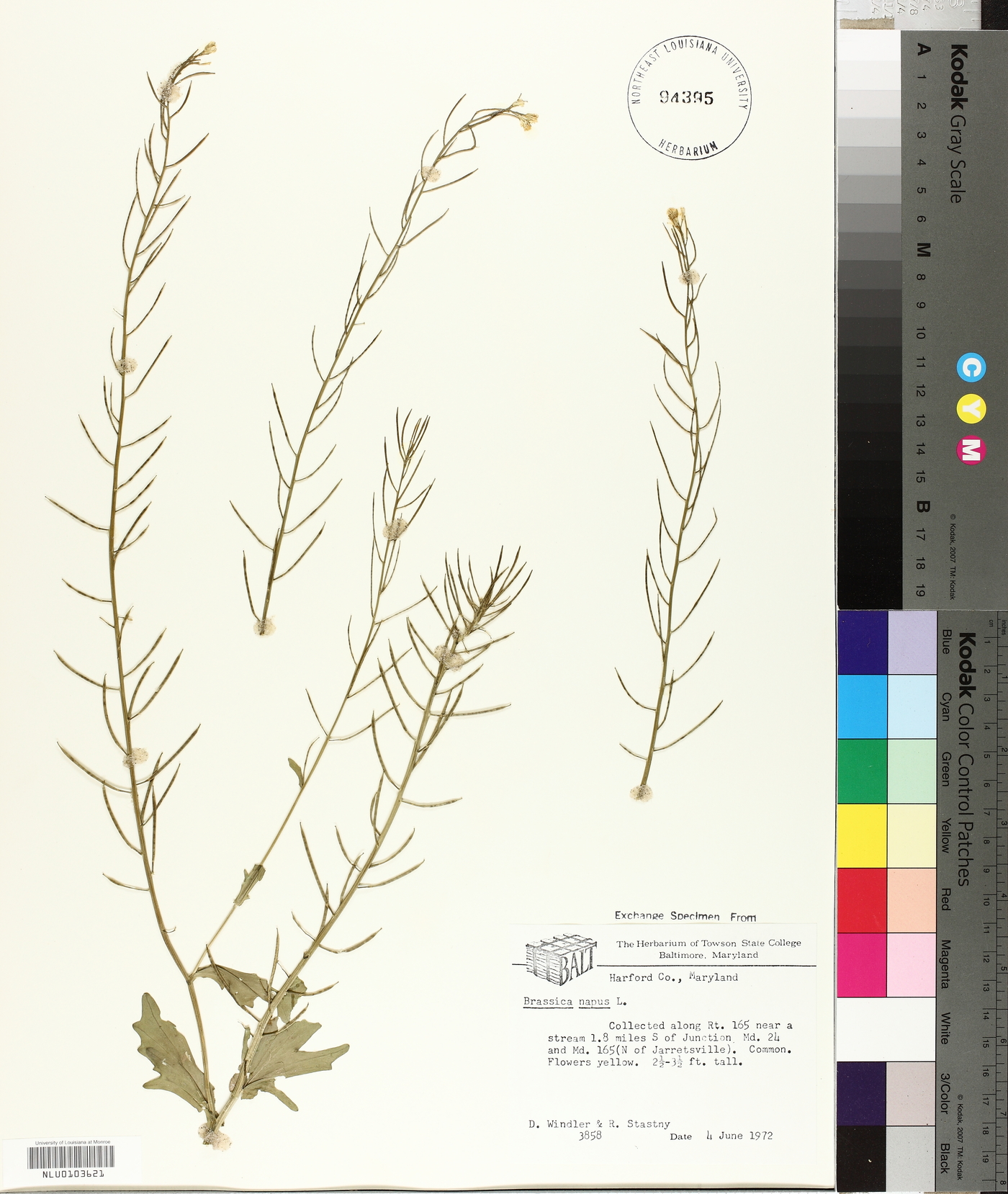 Brassica napus image