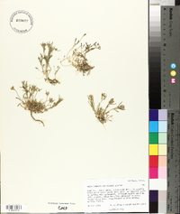 Braya humilis subsp. ventosa image