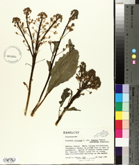 Brassica oleracea var. italica image
