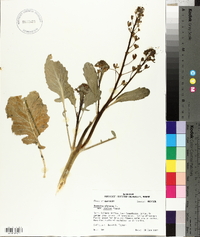 Brassica oleracea var. italica image