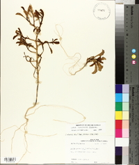 Cakile constricta image