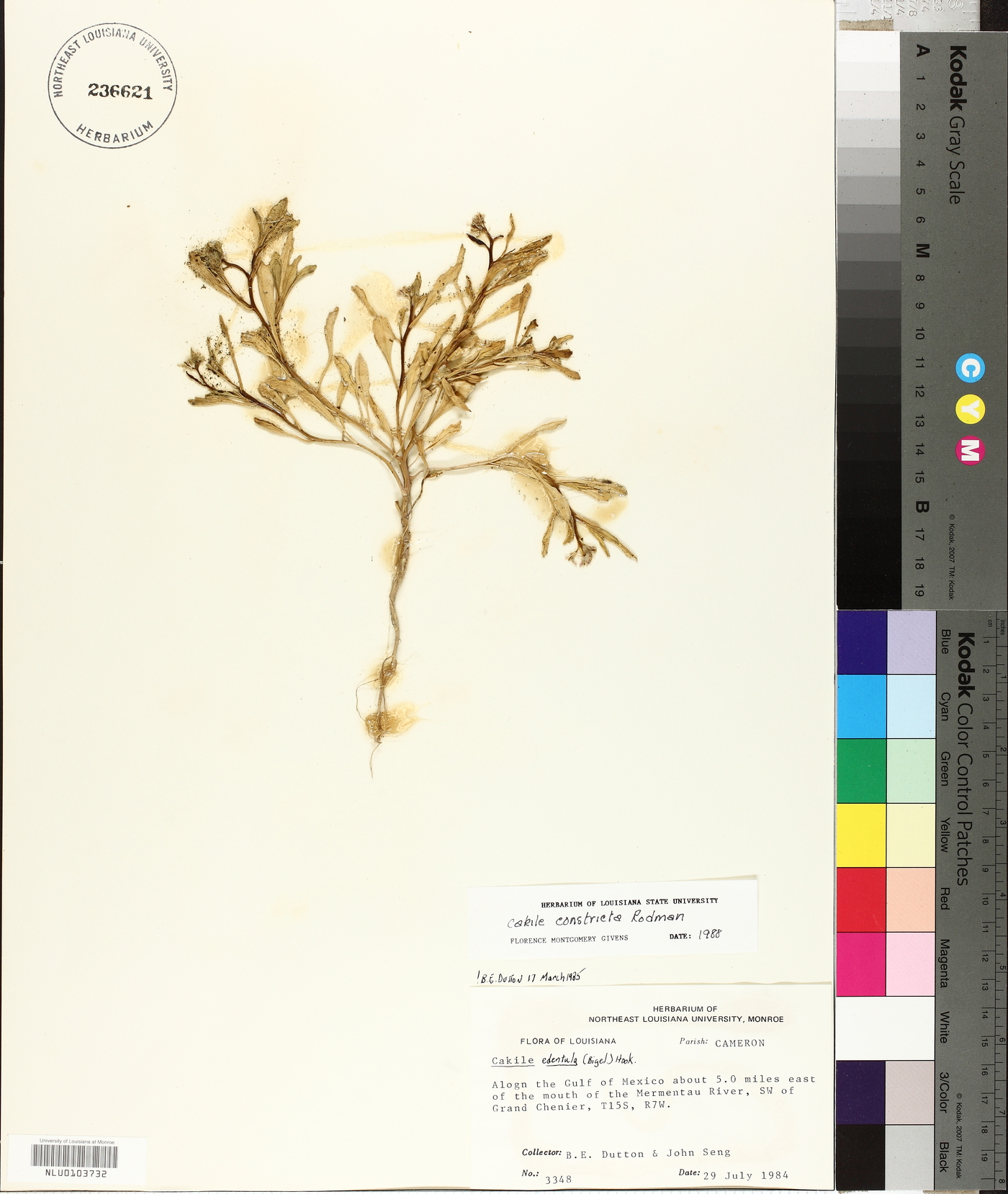 Cakile constricta image
