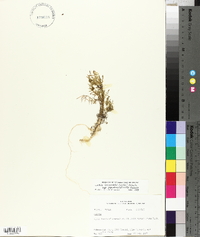 Cakile lanceolata subsp. pseudoconstricta image
