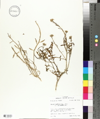 Cakile edentula var. californica image