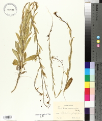 Camelina microcarpa image