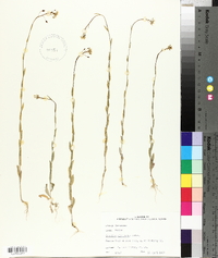 Camelina microcarpa image