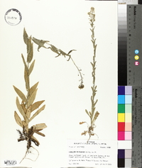 Camelina microcarpa image