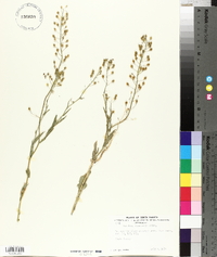 Camelina microcarpa image