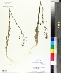 Camelina microcarpa image