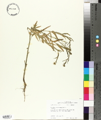 Camelina microcarpa image