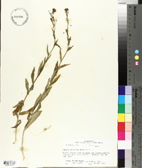 Camelina microcarpa image