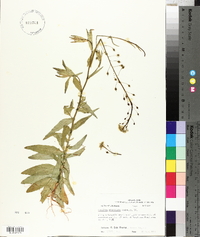 Camelina microcarpa image