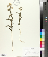 Cardamine bulbosa image