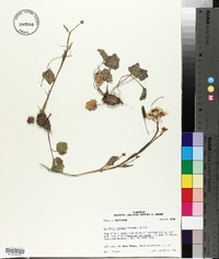 Cardamine bulbosa image