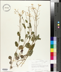 Cardamine bulbosa image