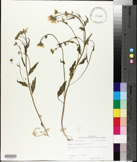 Cardamine bulbosa image