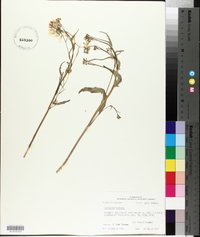 Cardamine bulbosa image