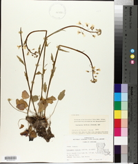 Cardamine bulbosa image