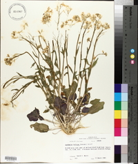 Cardamine bulbosa image