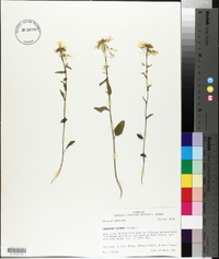 Cardamine bulbosa image