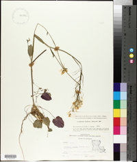 Cardamine bulbosa image