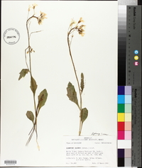 Cardamine bulbosa image