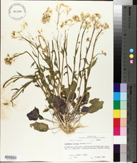 Cardamine bulbosa image