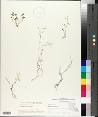 Cardamine parviflora image