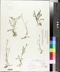 Cardamine parviflora image