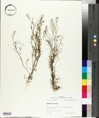 Cardamine parviflora image