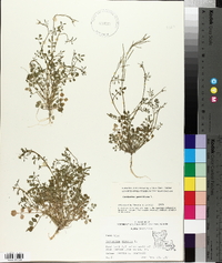 Cardamine parviflora image