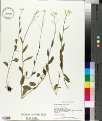 Cardamine bulbosa image