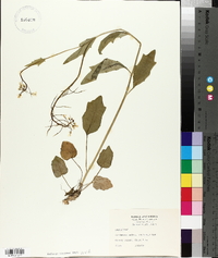 Cardamine bulbosa image