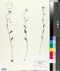 Cardamine bulbosa image