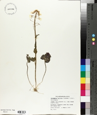 Cardamine bulbosa image