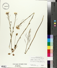 Cardamine bulbosa image