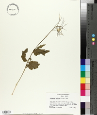 Cardamine bulbosa image