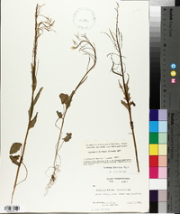 Cardamine bulbosa image