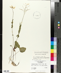 Cardamine bulbosa image