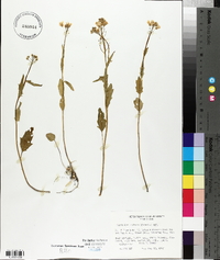 Cardamine bulbosa image