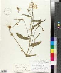 Cardamine bulbosa image