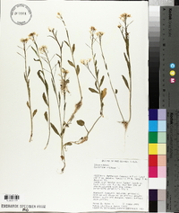 Cardamine bulbosa image