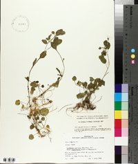 Cardamine bulbosa image