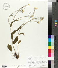 Cardamine bulbosa image