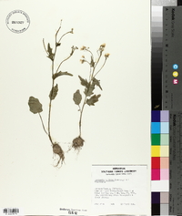 Cardamine bulbosa image