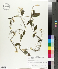 Cardamine bulbosa image