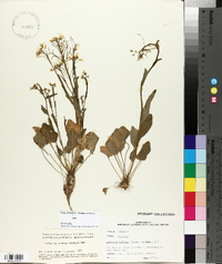 Cardamine bulbosa image