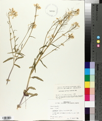 Cardamine bulbosa image